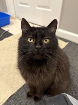 Petrah -  Domestic Medium Hair Cat for Adoption in Ferndale, Michigan - Petrah | PetCurious