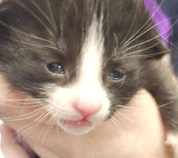 Rescue Domestic Short Hair Cats for Adoption in New Kensington, Pennsylvania - Rossi | PetCurious