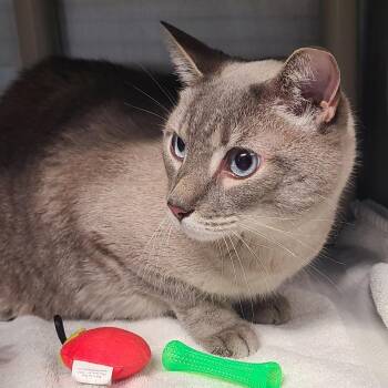 Blue -  Domestic Short Hair and Mixed Breed Cat for Adoption in Oak Park, Illinois - Blue | PetCurious