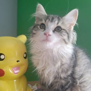 Ravioli -  Domestic Long Hair Cat for Adoption in Wakefield, Quebec - Ravioli | PetCurious