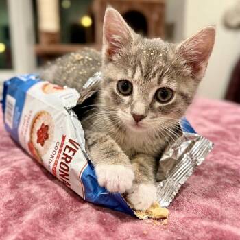 Verona -  Domestic Short Hair Cat Available for Adoption - Verona | PetCurious