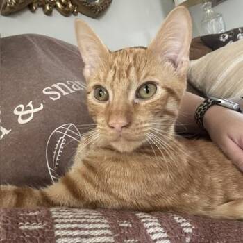 Waffles -  Tabby Cat for Adoption in Frederick, Maryland - Waffles | PetCurious