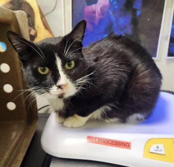 ROSEMARY -  Domestic Short Hair Cat for Adoption in Colorado Springs, Colorado - ROSEMARY | PetCurious