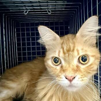 Domestic Medium Hair Cats Available for Adoption - TANGO | PetCurious