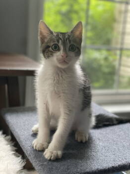 Rescue Domestic Short Hair Cats for Adoption in Herndon, Virginia - Coyote Aka Yoti | PetCurious