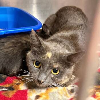Cardamom -  Domestic Short Hair Cat for Adoption in Franklin, North Carolina - Cardamom | PetCurious
