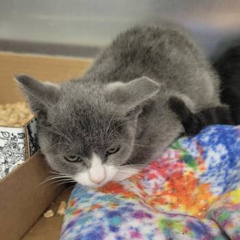 Meow -  Domestic Short Hair Cat for Adoption in Westminster, California - Meow | PetCurious
