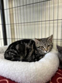 Domestic Short Hair Cats Available for Adoption - Esther | PetCurious