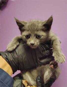 Domestic Medium Hair Cats Available for Adoption in El Paso, Texas - 61001340 | PetCurious