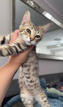 Parker -  Tabby Cat for Adoption in Wheeling, Illinois - Parker | PetCurious