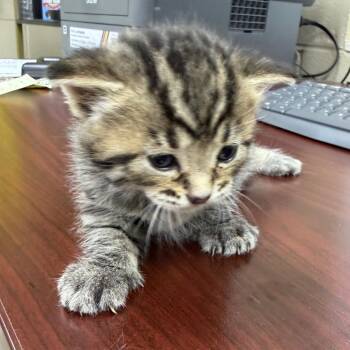 Jet-Li -  Domestic Long Hair Cat Available for Adoption in Madisonville, Kentucky - Jet-Li | PetCurious