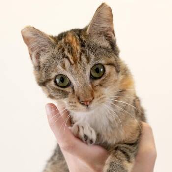 Libby -  Domestic Short Hair Cat for Adoption in Buffalo, Minnesota - Libby | PetCurious