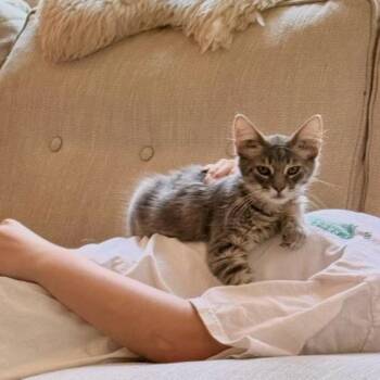 Greg From Accounting -  Domestic Long Hair Cat for Adoption in Fredericksburg, Virginia - Greg From Accounting | PetCurious
