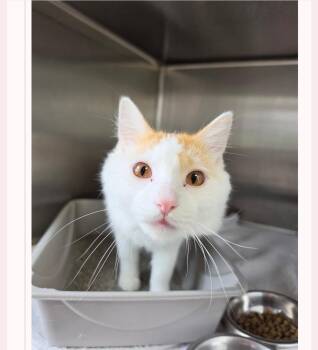 Domestic Medium Hair Cats Available for Adoption in Metamora, Illinois - Floyd | PetCurious
