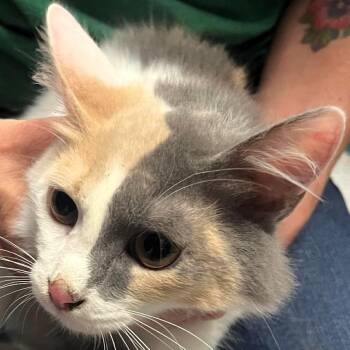 Oksana -  Domestic Short Hair Cat Available for Adoption in Lenexa, Kansas - Oksana | PetCurious