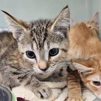 Kona -  Domestic Short Hair Cat for Adoption in Ridgely, Maryland - Kona | PetCurious