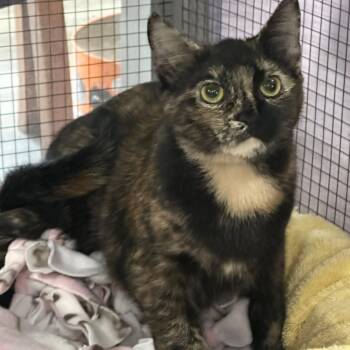 Trudy -  Tortoiseshell Cat for Adoption in Washington, Pennsylvania - Trudy | PetCurious