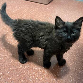 Domestic Short Hair Cats Available for Adoption in Chico, California - CINDER | PetCurious