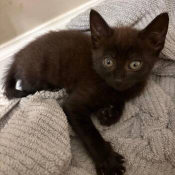 Plop -  Domestic Short Hair Cat for Adoption in Brownsboro, Alabama - Plop | PetCurious