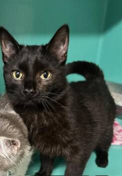 50 Cent 6mo -  Domestic Short Hair Cat for Adoption in Sterling, Massachusetts - 50 Cent 6mo | PetCurious