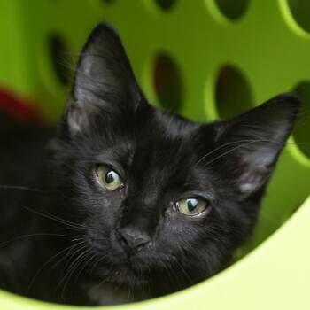 Nutmeg -  Domestic Short Hair Cat for Adoption in Middletown, Rhode Island - Nutmeg | PetCurious