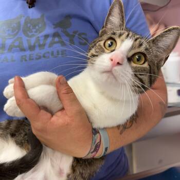 Rescue Domestic Short Hair Cats for Adoption in Port Richey, Florida - Templeton | PetCurious