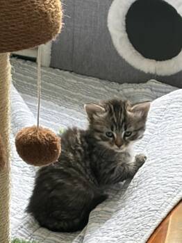Domestic Long Hair Cats Available for Adoption in Virginia Beach, Virginia - Stitch | PetCurious