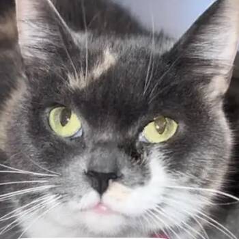 Maui -  Domestic Short Hair Cat for Adoption in Carmel, Indiana - Maui | PetCurious
