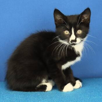 Bubly 061005U -  Domestic Short Hair Cat for Adoption in Tupelo, Mississippi - Bubly 061005U | PetCurious