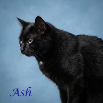 Ash C26-187 -  Domestic Medium Hair Cat for Adoption in Lebanon, Tennessee - Ash C26-187 | PetCurious