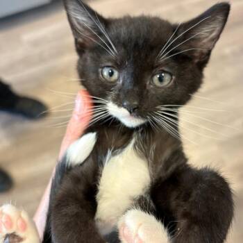 Trixie AKA Sirius -  Domestic Short Hair Cat for Adoption in Chesapeake, Virginia - Trixie AKA Sirius | PetCurious