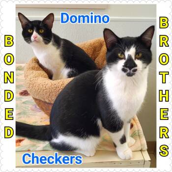 Rescue Domestic Short Hair Cats for Adoption in North Saint Paul, Minnesota - Domino | PetCurious