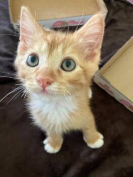 CAPTAIN AMERICA -  Domestic Short Hair Cat for Adoption in Tustin, California - CAPTAIN AMERICA | PetCurious
