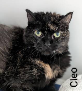 Cleo -  Domestic Short Hair Cat for Adoption in Flint, Michigan - Cleo | PetCurious