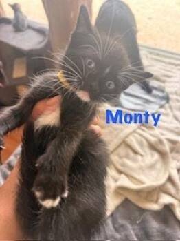 Monty -  Domestic Short Hair Cat Available for Adoption in Ruskin, Florida - Monty | PetCurious