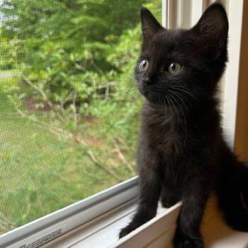Totoro -  Domestic Short Hair Cat Available for Adoption in Charlottesville, Virginia - Totoro | PetCurious