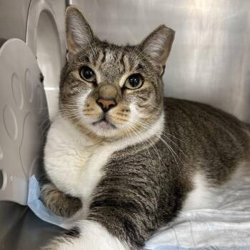 Mr. Fox -  Domestic Short Hair Cat for Adoption in West Palm Beach, Florida - Mr. Fox | PetCurious