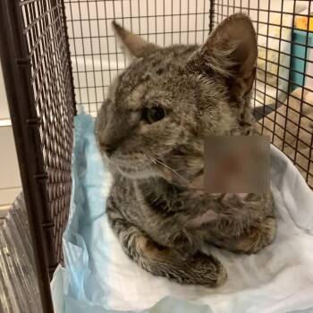 Tex* -  Domestic Short Hair Cat for Adoption in San Gabriel, California - Tex* | PetCurious