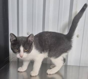 Melodee -  Domestic Short Hair Cat for Adoption in Simcoe, Ontario - Melodee | PetCurious