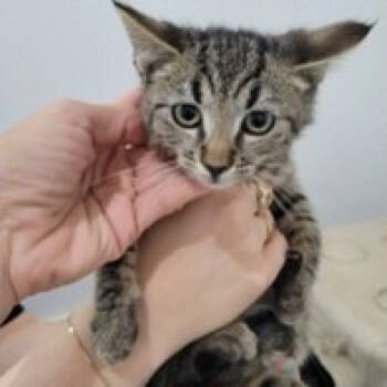 Rescue Domestic Short Hair Cats for Adoption in Washington, District Of Columbia - Susan Kittens: Frank (fka Kitten 2) | PetCurious