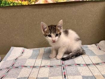 A553284 -  Domestic Short Hair Cat for Adoption in Moreno Valley, California - A553284 | PetCurious