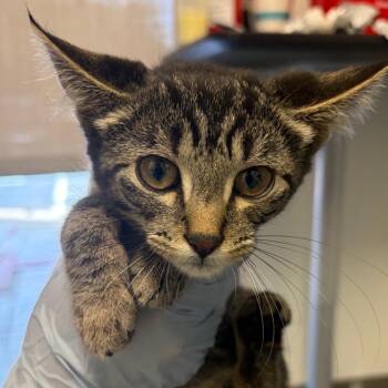 Addy -  Domestic Short Hair and American Bobtail Cat for Adoption in Nashville, Tennessee - Addy | PetCurious