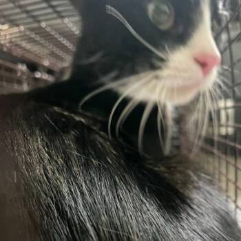 Lainey -  Domestic Short Hair Cat for Adoption in Des Moines, Iowa - Lainey | PetCurious