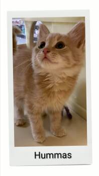 Hummas -  Domestic Short Hair Cat for Adoption in Caistor Centre, Ontario - Hummas | PetCurious