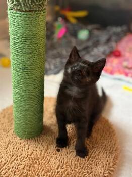 TOAST MALONE -  Domestic Short Hair Cat for Adoption in Louisville, Kentucky - TOAST MALONE | PetCurious