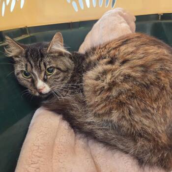 Pugs -  Domestic Medium Hair Cat for Adoption in Chattanooga, Tennessee - Pugs | PetCurious