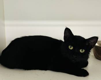 Rescue Domestic Short Hair Cats for Adoption in Savannah, Georgia - Shivy | PetCurious