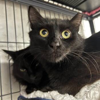 Esme -  Domestic Medium Hair Cat for Adoption in Puslinch, Ontario - Esme | PetCurious