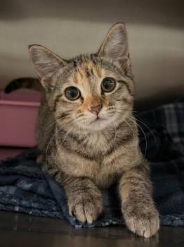 Calculus -  Domestic Short Hair Cat for Adoption in Ocala, Florida - Calculus | PetCurious