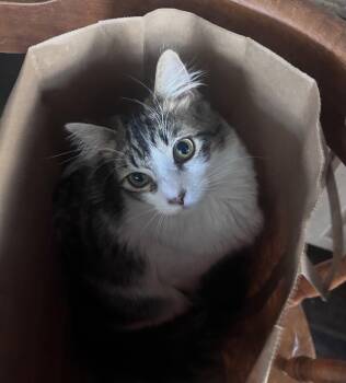 Ophelia -  Domestic Long Hair and Maine Coon Cat for Adoption in Riverside, California - Ophelia | PetCurious